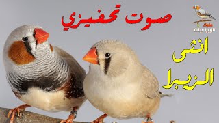 صوت انثى زيبرا تريد التزاوج تحفيزي