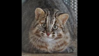 動物園へ行こう！！　ツシマヤマネコ　福岡県　福岡市動物園　編　@takachannel.campingcar