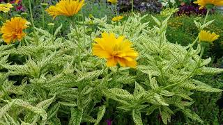 Heliopsis Sunstruck (False Sunflower)