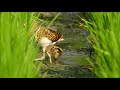 公彩鷸育雛歷程全紀錄 life and times of a greater painted snipe nest. 1 aug 2018