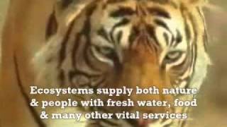 Panthera Tigris - The Big Cat....wmv