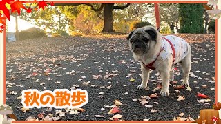 2022 秋の散歩をするパグ　Pug strolls in the autumn.