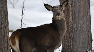 Deer Permit Area 184 Near Bemidji Added to Late-Season Hunt Due to Positive CWD Test