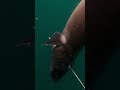 💥giant conger eel ✔️spearfishing shorts