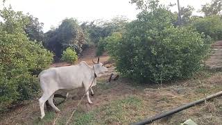 school  నుంచి రాగానే తోటలోకి వెళ్ళాను