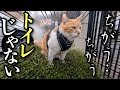 母が大切にしているグリーンをトイレにする猫