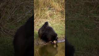 SLOTH BEAR WITH CUBS! The rarest of the rare sightings 🐻