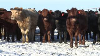Beef School Ep 4 - Heifer Selection