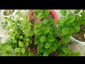 How to take care of MOGRA/JASMINE plant after pruning