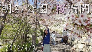 【明石公園】桜満開　2022春