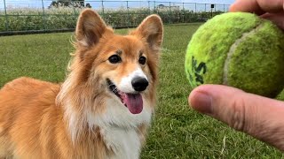 Roku chases ball ロクさんとボール遊び 20201019 コーギー corgi dog