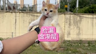 给粉丝找只金渐层，居然捡着个漏！~我与猫的故事【大熊玩猫】