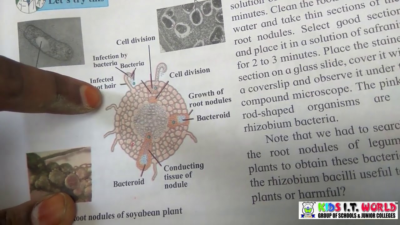 Chapter 8 Useful And Harmful Microbes (Subject: Science 2) - YouTube