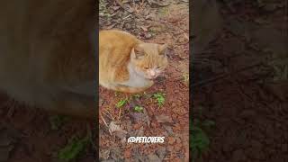 കാണുമ്പോൾ തന്നെ ഉള്ളിൽ ഒരു വിങ്ങൽ 😔#trendingshorts #viralvideo #catlovers #petlovers #lost #broken