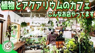 お店に入りきれない程の植物やアクアリウムを楽しむカフェ！（グリーンウィズグッドコーヒーに遊びにきませんか？珍しい植物やメダカに癒されませんか？）