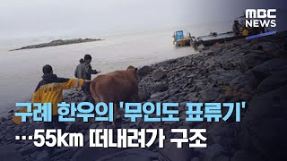 구례 한우의 '무인도 표류기'…55km 떠내려가 구조 (2020.08.13/뉴스투데이/MBC)