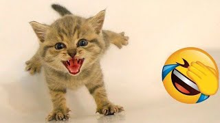 Funniest Animals 2024 😻 Best Funny Cats and Dogs Videos 😍🐶 #cats