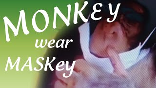 Monkey unggoy, wash hands,using sanitizer and wearing maskey