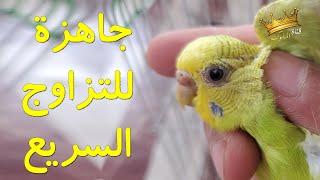 كيف اختار انثى بادجي في عمر البلوغ و جاهز للتزاوج وتبيض بسرعة