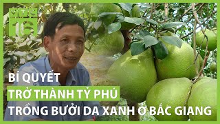 Bí quyết trở thành tỷ phú trồng bưởi da xanh ở Bắc Giang | VTC16