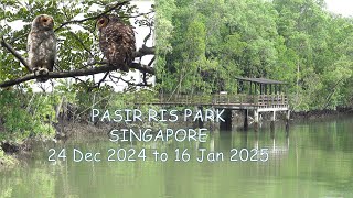 Pasir Ris Park-Wildlife I met during my 4 days trip observing Spotted Wood Owl baby. Dec24-Jan25.