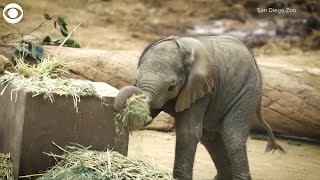 Two baby elephants