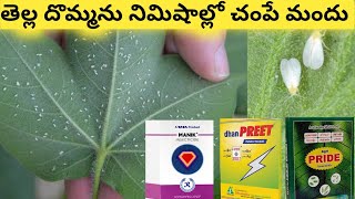 Best insecticide for white fly control in cotton |Thella doma pathi lo | daanpreet,tata manik |