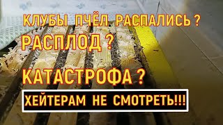 Клубы пчёл распались! Катастрофа! Причины и последствия.