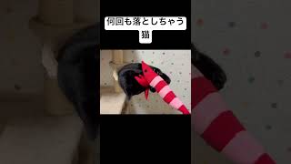 何度も落としちゃう猫が可愛すぎる。#猫#cat#short #shorts