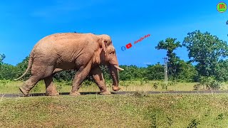 Wild elephant 🐘 // দাঁতাল হাতি 🦣 || Jungle Boy || #elephant