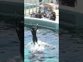 ララちゃん、fトレーナーさん、 shorts 鴨川シーワールド killer 癒し 鴨川 orca シャチ 잉어