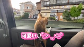 【チワワ】リン♡モモまたまた、いつもの場所へ(笑)