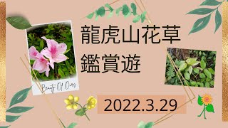 2022 3 29 龍虎山花草鑑賞遊