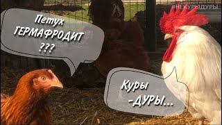 Как петух вьёт гнездо. Петух учит курицу ?