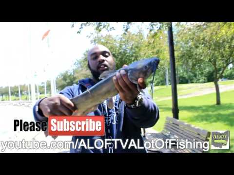 How to Identify A Male Channel Catfish. How to Identify A Male Channel Catfish.