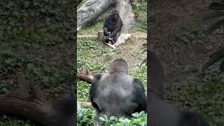 ilverback Haoko and Riki sitting opposite each other【Ueno Zoo, Gorilla】