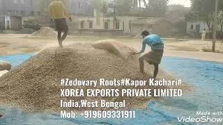 Zedoary Roots / Kapoor Kachari  (Process For Exports)