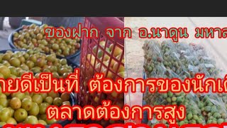 ร้านพุทราสามรส เพื่อนสาวมาข่วยขายพุทราขายดีมากๆ ร้านของฝากจากนาดูน