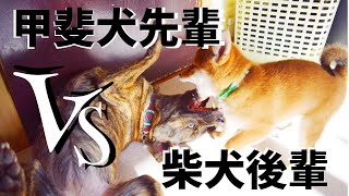 腹を割って話し合いたい甲斐犬先輩VS腹の内を見せたくない柴犬後輩　OL編【甲斐犬・柴犬】