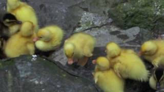 生後2日目　アヒル(箱根湯本温泉天成園)