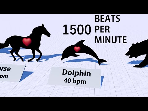 What is the average heart rate of an elephant?