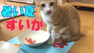 夏と言えばこれ！子猫はスイカ食べるかな？ / Give the kitten watermelon