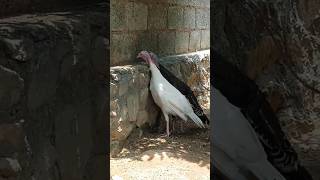 மண்டை பத்துரம் #shorts #shortsfeed #shortvideos #trending #youtube