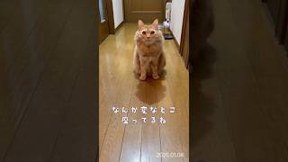 【ネコと会話】なんか変なとこ座ってるね笑　　#shorts #ねこと会話 #しゃべる猫 #ねこ #cat #talkingcat