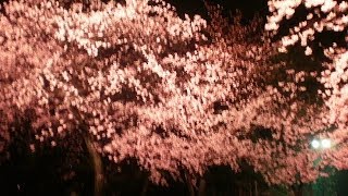 縮景園　夜桜特別公開