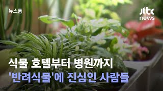 식물 호텔부터 병원까지…'반려식물'에 진심인 사람들 / JTBC 뉴스룸