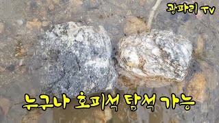 물속 호피석 탐석#백호피석#다양한 호피석(1부)