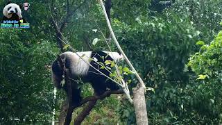 20171214 圓仔少吃了點心，就爬樹倒掛滾山樣樣來 The Giant Panda Yuan Zai