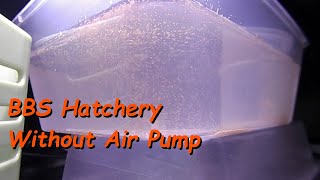 Easy Effective Baby Brine Shrimp BBS Hatchery Setup Without Using An Air Pump