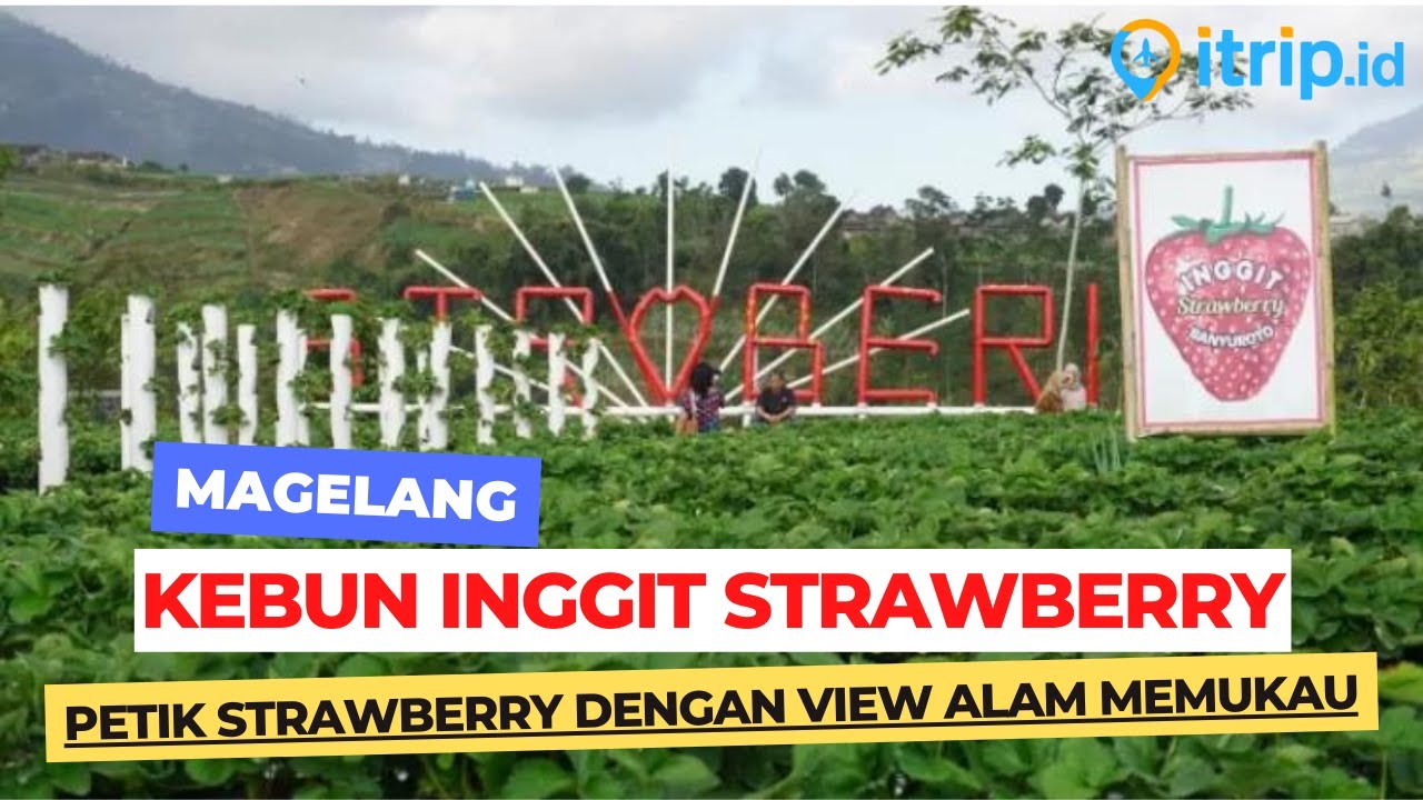 Kebun Inggit Strawberry: Wisata Petik Buah Yang Seru Di Magelang - YouTube